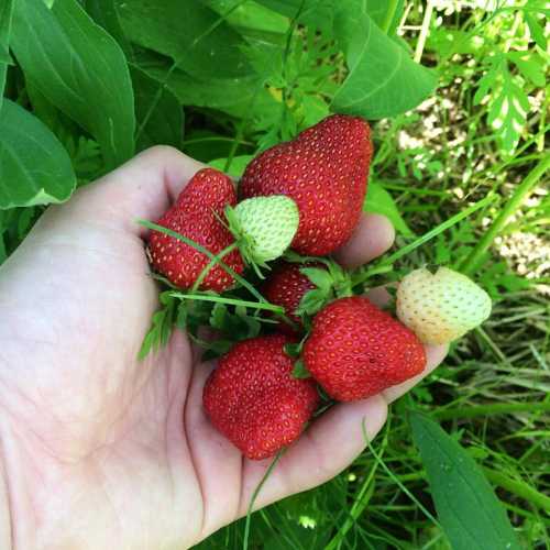 A hand holding ripe red strawberries and a few unripe green and white strawberries among green leaves.