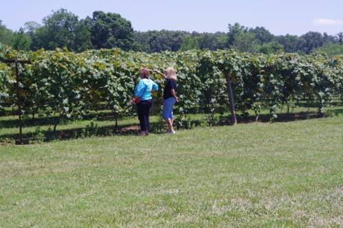 Two people explore a vineyard, surrounded by rows of grapevines under a clear blue sky.