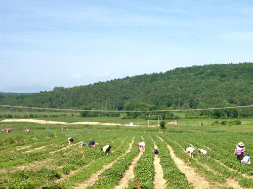 Farmers working in a lush green field, harvesting crops under a clear blue sky with rolling hills in the background.