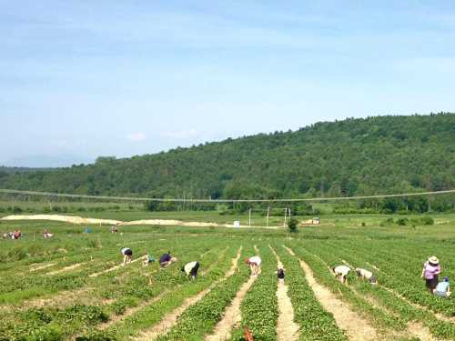 Farmers working in a lush green field, harvesting crops under a clear blue sky with rolling hills in the background.