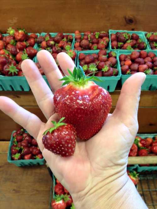 A hand holding two strawberries, one large and one small, with baskets of strawberries in the background.