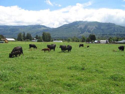 A lush green field with cows grazing, set against a backdrop of mountains and a blue sky with scattered clouds.