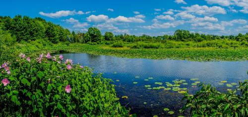A serene pond surrounded by lush greenery and blooming flowers under a bright blue sky with fluffy clouds.
