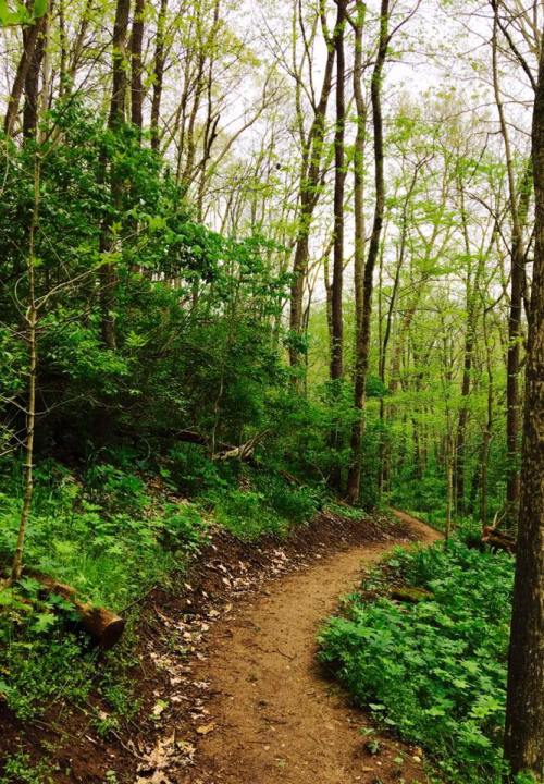 A winding dirt path through a lush green forest with trees and foliage on either side.
