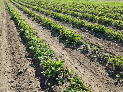 Rows of green strawberry plants growing in a well-tilled field under a clear blue sky.