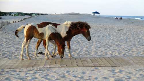 Two horses with brown and white coats stand on a sandy beach, with tents and people in the background.