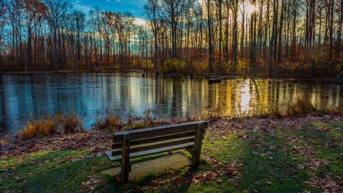 A serene pond surrounded by trees, with a wooden bench in the foreground and sunlight reflecting on the water.