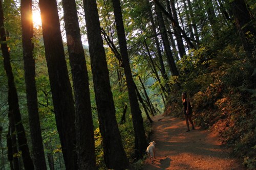 A person and a dog walk along a sunlit forest trail surrounded by tall trees and lush greenery.