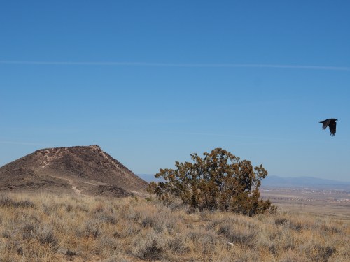 A landscape featuring a small hill, a bush, and a bird flying against a clear blue sky.