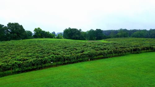 A lush vineyard stretches across rolling green hills under a cloudy sky.