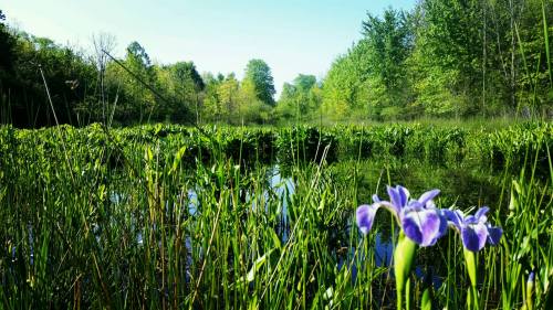 A serene wetland scene with vibrant green plants and purple irises in the foreground, reflecting in calm water.