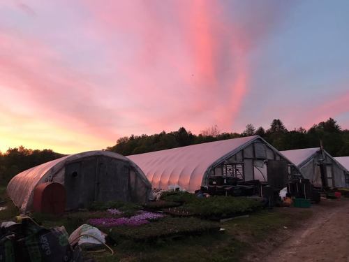 Greenhouses at sunset, with vibrant pink and orange skies and plants in the foreground.