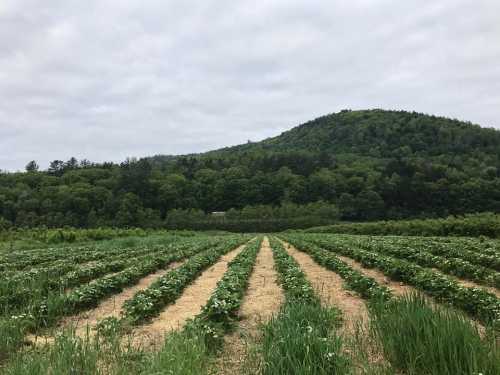 A lush green field of crops with rows of plants, set against a backdrop of a wooded hill under a cloudy sky.