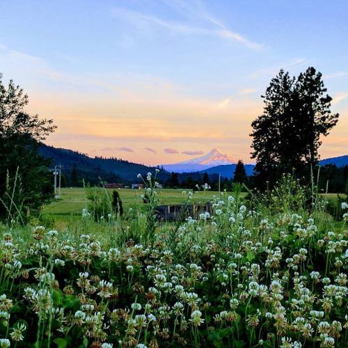 A scenic view of mountains in the distance, framed by lush greenery and wildflowers under a colorful sunset sky.