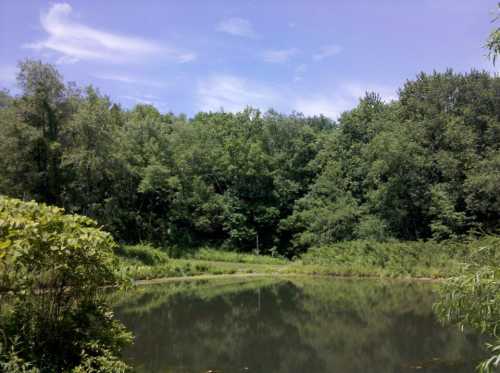 A serene pond surrounded by lush green trees under a clear blue sky, reflecting the landscape in the water.