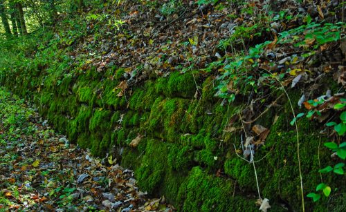 A moss-covered stone wall surrounded by fallen leaves and greenery in a forested area.