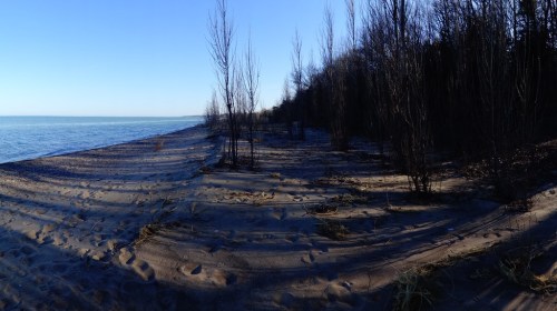 A serene beach scene with a sandy shore, sparse trees, and calm water under a clear blue sky.