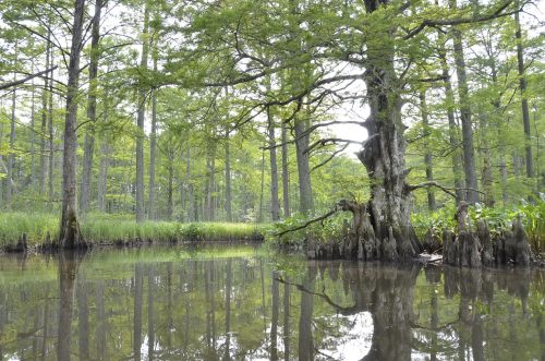 A serene swamp scene with lush green trees reflected in calm water, surrounded by vibrant foliage.