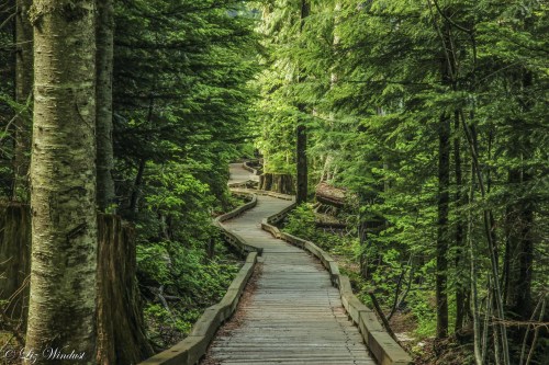 A winding wooden boardwalk through a lush green forest, surrounded by tall trees and natural scenery.