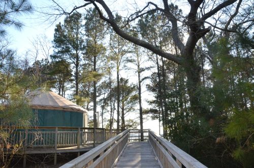 A wooden walkway leads to a yurt surrounded by tall trees and sunlight filtering through the branches.