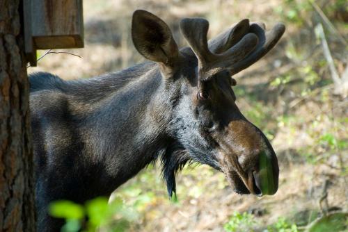 A close-up of a moose with antlers, partially hidden behind a tree in a natural setting.