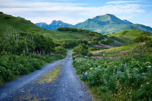 A winding gravel path through lush green hills and wildflowers, with mountains in the background under a clear blue sky.
