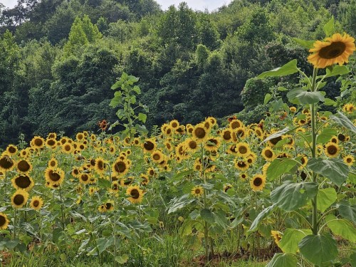 A vibrant field of sunflowers in full bloom, surrounded by lush green trees and foliage.