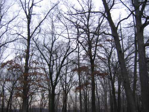 Bare trees against a gray sky, with a few remaining brown leaves, creating a serene, wintry atmosphere.