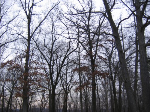 Bare trees against a gray sky, with a few remaining brown leaves, creating a serene, wintry atmosphere.