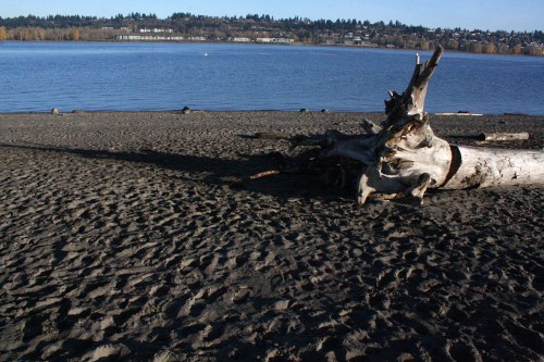 A sandy beach with a large driftwood log and calm water in the background, surrounded by trees and distant buildings.