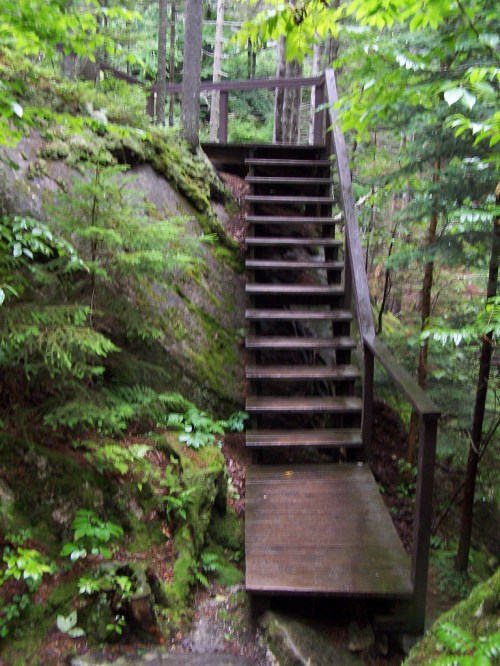 A wooden staircase leads up through a lush, green forest with moss-covered rocks and trees surrounding it.