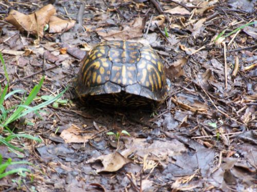 Ohio Turtle Rocks 12 Of The Most Remote Places In Ohio To Escape In Nature