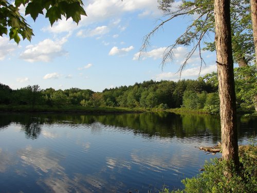 A serene lake surrounded by lush greenery and trees, reflecting clouds and blue sky in the calm water.