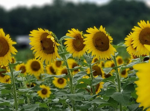 A field of vibrant sunflowers swaying gently in the breeze, with a blurred green background.