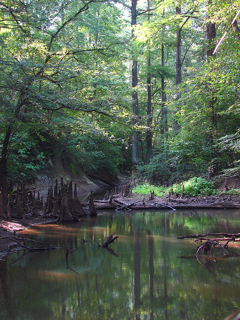A serene forest scene with a calm river, surrounded by lush green trees and stumps emerging from the water.