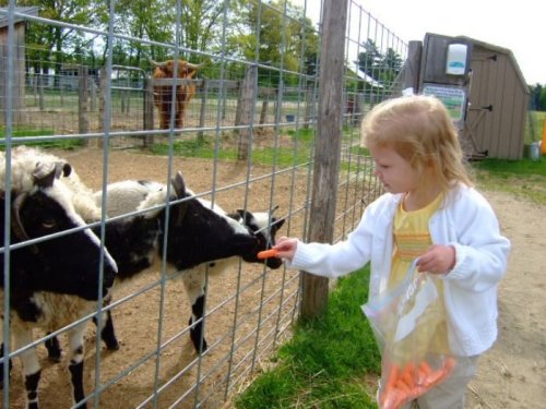 A young girl feeds carrots to black and white sheep through a fence at a farm.