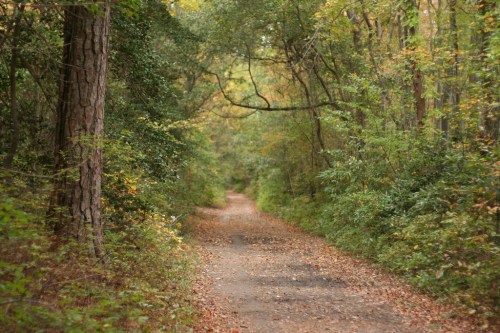 A serene forest path lined with trees and scattered autumn leaves, inviting exploration.