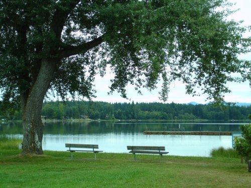 A serene lake view with benches under a tree, surrounded by lush greenery and a wooden dock in the distance.