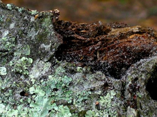 Close-up of textured bark with green lichen and moss, showcasing natural decay and growth in a forest setting.