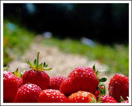 Close-up of fresh, ripe strawberries with a blurred green background, showcasing their vibrant red color and texture.