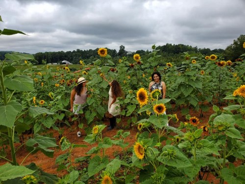 Three women walking through a vibrant sunflower field under a cloudy sky.