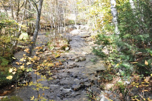 A serene stream flows through a forest with autumn leaves, surrounded by trees and dappled sunlight.