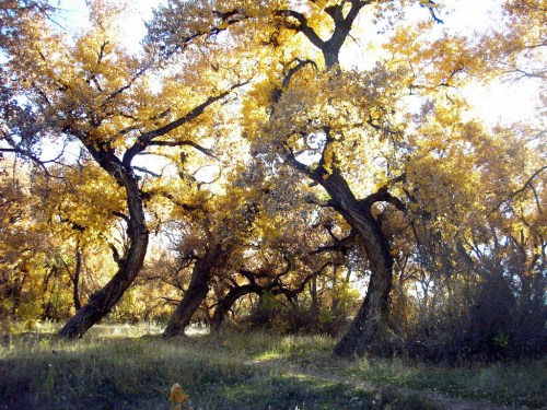 A serene forest scene with vibrant yellow autumn trees and a grassy path beneath them.