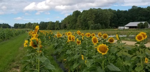 A vibrant field of sunflowers stretches towards a blue sky, bordered by trees and a farm building in the background.