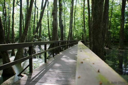 A wooden boardwalk winding through a lush green forest with tall trees and a serene, swampy area below.