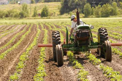 A farmer drives a tractor through rows of young plants in a field on a sunny day.