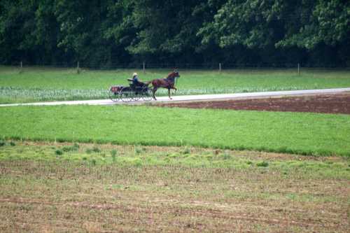 A horse-drawn carriage travels along a rural road, surrounded by green fields and trees.