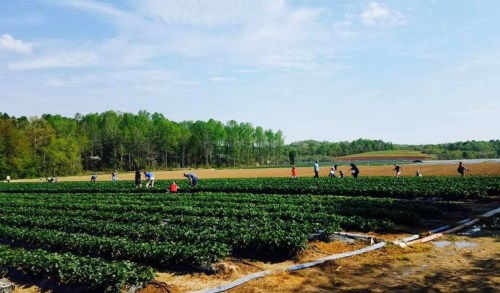 Farmers working in a lush green field, planting or harvesting crops under a clear blue sky.