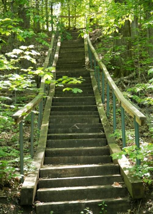 A wooden staircase leads up through a lush, green forest, surrounded by trees and sunlight filtering through the leaves.