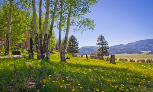 A vibrant landscape featuring green trees and a field of yellow dandelions under a clear blue sky. Mountains in the distance.